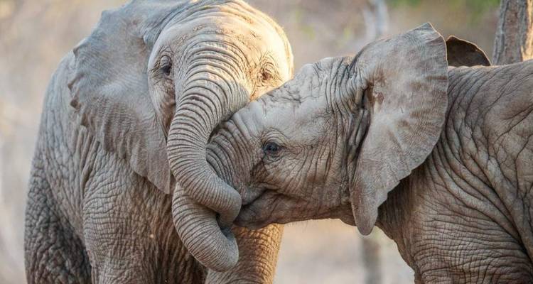 Zwei Elefanten zeigen Zuneigung mit ihren ineinander verschlungenen Rüsseln.