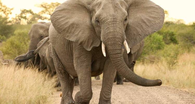 Ein Elefant, der auf einem Feldweg auf die Kamera zugeht.