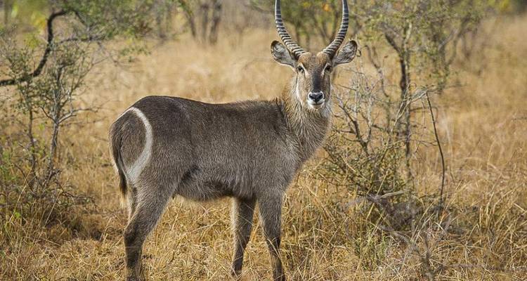 Eine einsame Antilope, die in einem trockenen Grasgebiet steht.