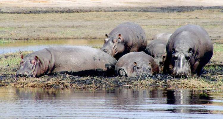 3-day Chobe Big Five Safari at Two Rivers Hotel - Knap Tours Limited 9