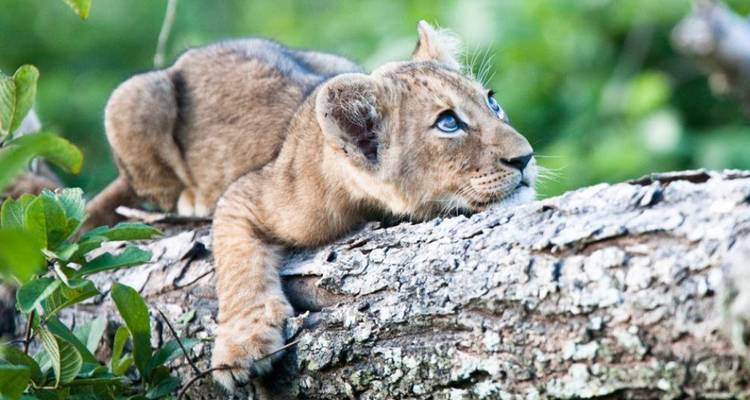 3-day Chobe Big Five Safari at Two Rivers Hotel - Knap Tours Limited 10