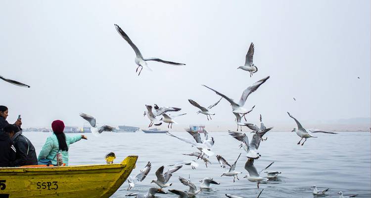 Turistas en un bote de madera amarillo alimentando y fotografiando una bandada de gaviotas en condiciones de río brumoso.