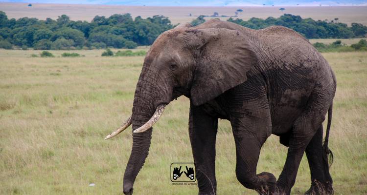 4 JOURS de participation à un groupe Safari au Kenya - Africa Venture Safaris 5