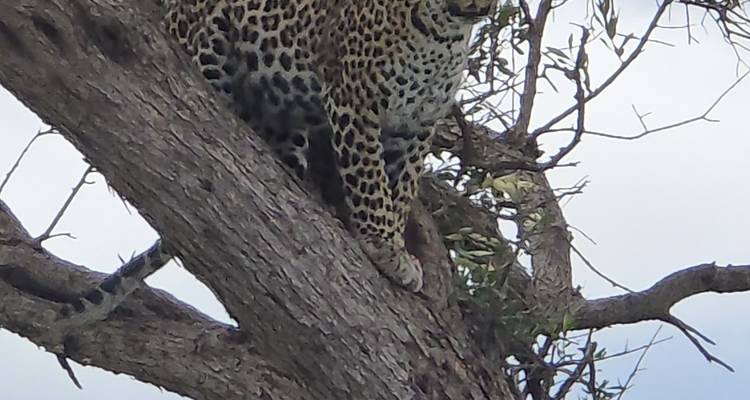 4 JOURS de participation à un groupe Safari au Kenya - Africa Venture Safaris 1