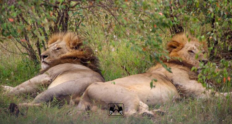 4 JOURS de participation à un groupe Safari au Kenya - Africa Venture Safaris 2