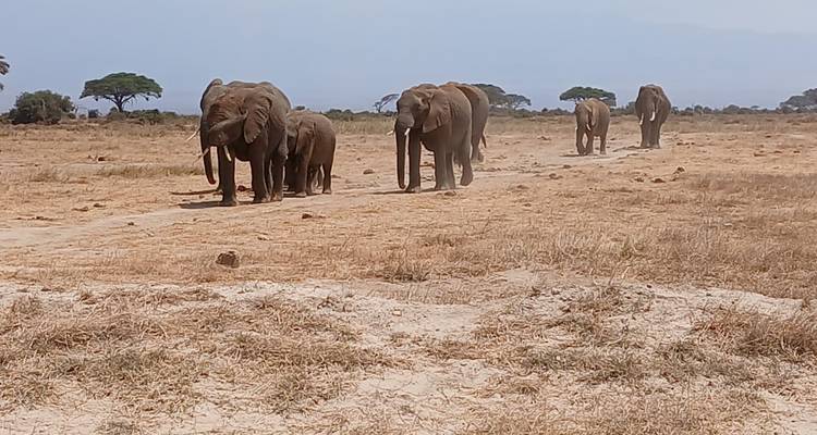 4 JOURS de participation à un groupe Safari au Kenya - Africa Venture Safaris 4
