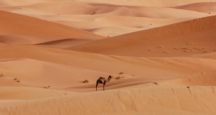 Sahara - 9 Days Adventure Trip - Chamaeleon 2