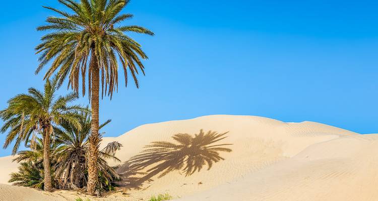Sahara - 9 Days Adventure Trip - Chamaeleon 6