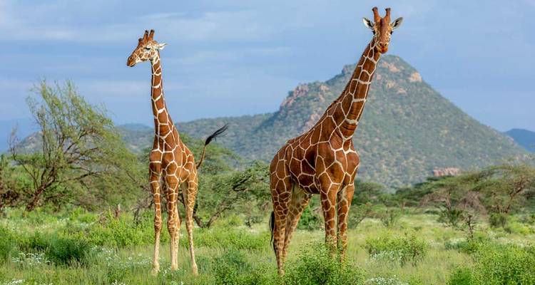 SAFARI D'UNE JOURNÉE DANS LE PARC NATIONAL DE MKOMAZI - Johnadventures 4