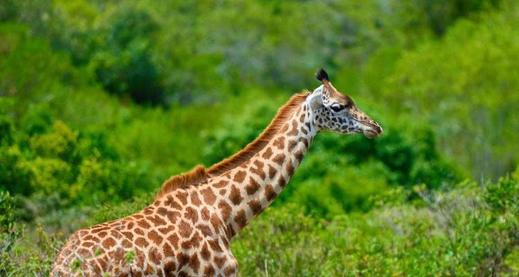 SAFARI D'UNE JOURNÉE DANS LE PARC NATIONAL DE MKOMAZI - Johnadventures 6