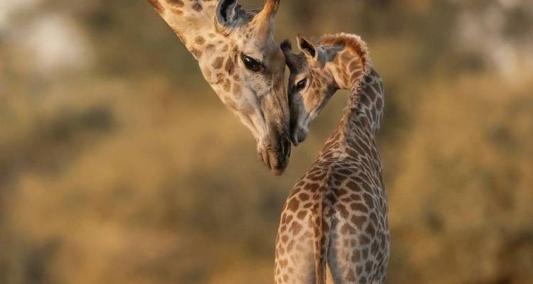 Circuit de 3 jours au Cap Agulhas, Safari et Winelands - Knap Tours Limited 7