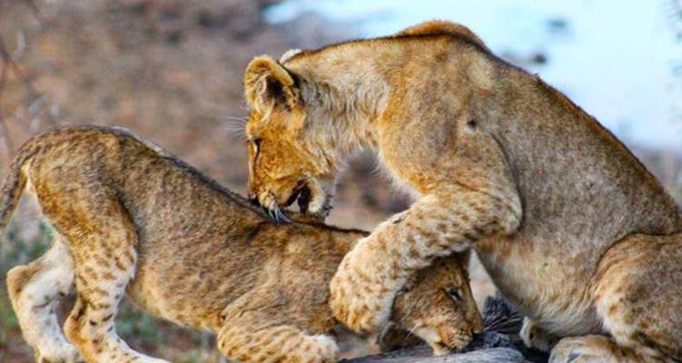 Circuit de 3 jours au Cap Agulhas, Safari et Winelands - Knap Tours Limited 8