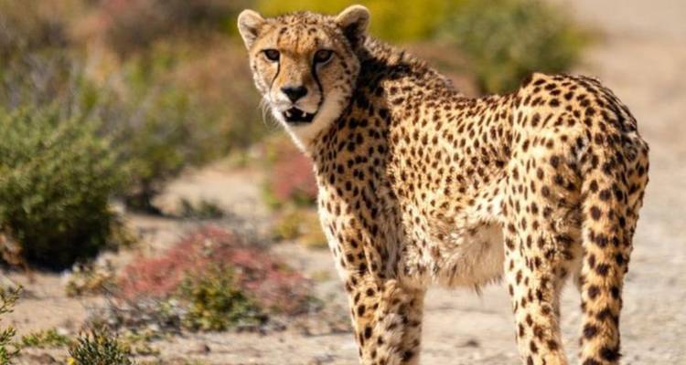 Circuit de 3 jours au Cap Agulhas, Safari et Winelands - Knap Tours Limited 10