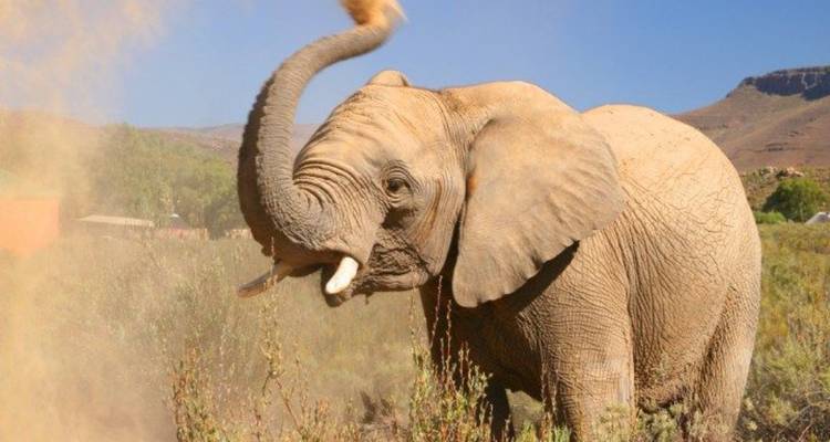 Circuit de 3 jours au Cap Agulhas, Safari et Winelands - Knap Tours Limited 9