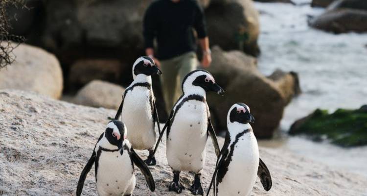 Circuit de 3 jours au Cap Agulhas, Safari et Winelands - Knap Tours Limited 1