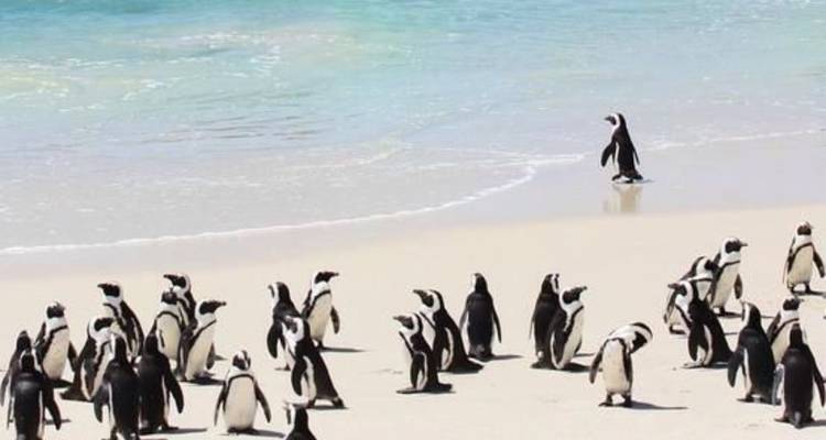Circuit de 3 jours au Cap Agulhas, Safari et Winelands - Knap Tours Limited 3
