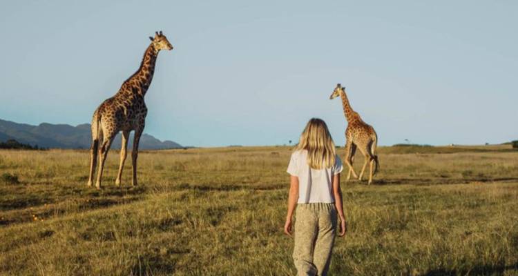 Safari de 3 jours au Cap et escapade dans les vignobles - Knap Tours Limited 1