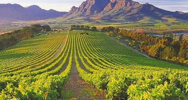 Safari de 3 jours au Cap et escapade dans les vignobles - Knap Tours Limited 4
