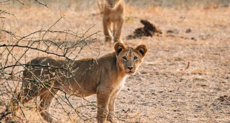 3-Day Chobe Midrange Safari with Boat and Game Drives - Knap Tours Limited 2
