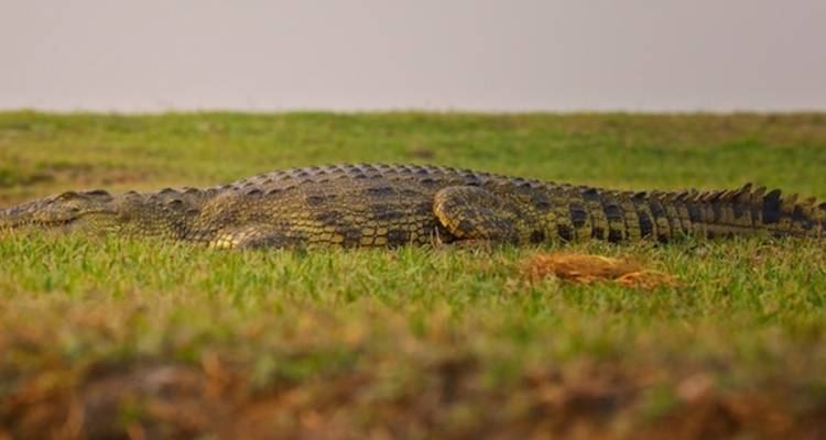 3-Day Chobe Midrange Safari with Boat and Game Drives - Knap Tours Limited 7