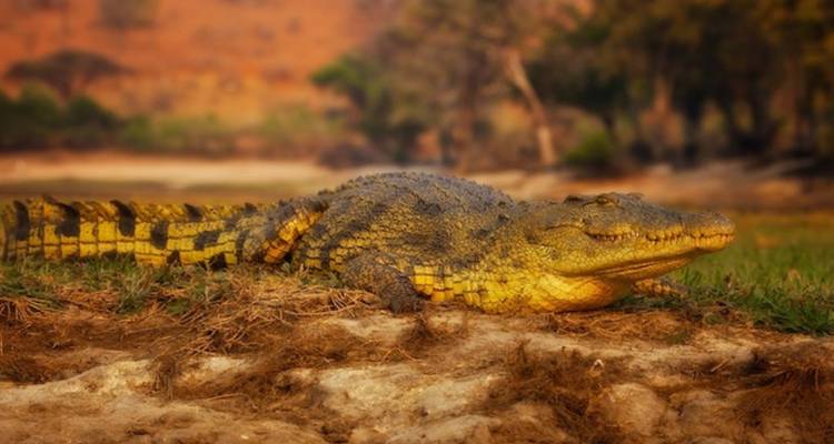 3-Day Chobe Midrange Safari with Boat and Game Drives - Knap Tours Limited 8