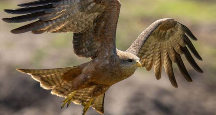 3-Day Chobe Midrange Safari with Boat and Game Drives - Knap Tours Limited 10