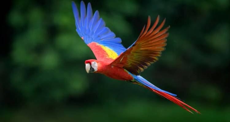 10 jours à la découverte des trésors naturels du Brésil - Responsible Travel South America 4