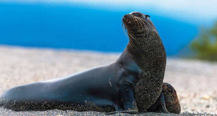 Phoque posant sur une plage de sable.