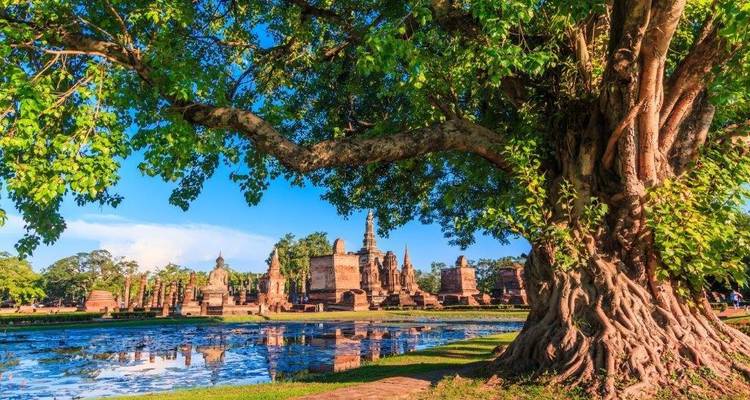 Tempelruïnes met een grote boom en vijver.