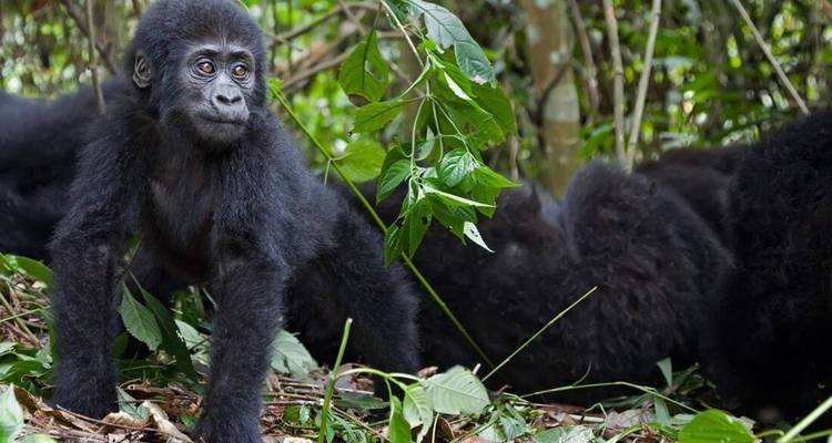 Volontour au Masai Mara 10J/9N - Pure African Expeditions 2