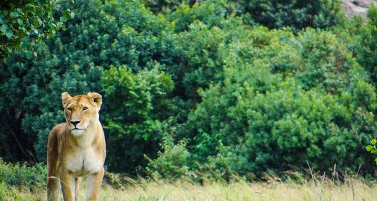 Safari interactif dans le Masai Mara 3D/2N - Pure African Expeditions 1