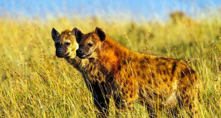 Safari interactif dans le Masai Mara 3D/2N - Pure African Expeditions 2