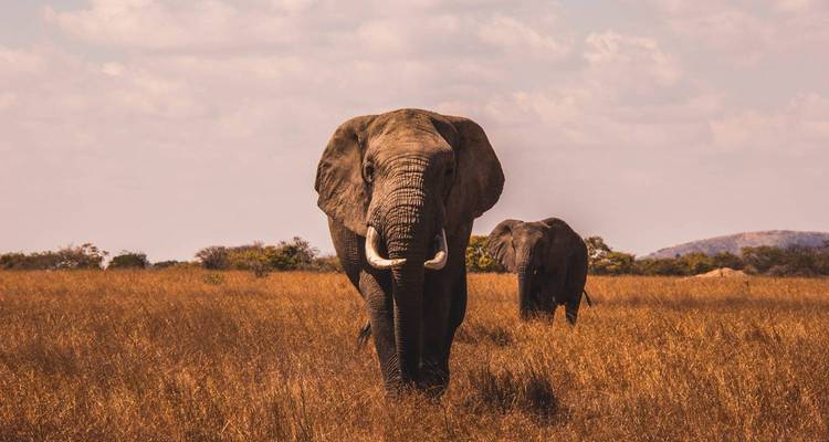 4 jours de safari de migration des grands gnous dans le Maasai Mara- Budget - Pure African Expeditions 2