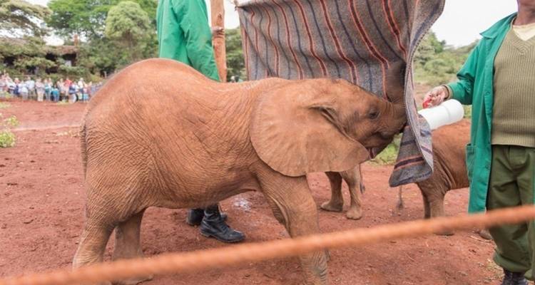 4 jours de safari de migration des grands gnous dans le Maasai Mara- Budget - Pure African Expeditions 3