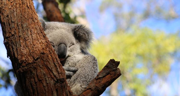 De Sydney à Cairns : 21 jours d'excursion SELECT en UEM (en chambre double ou individuelle) - Stray Australia  6