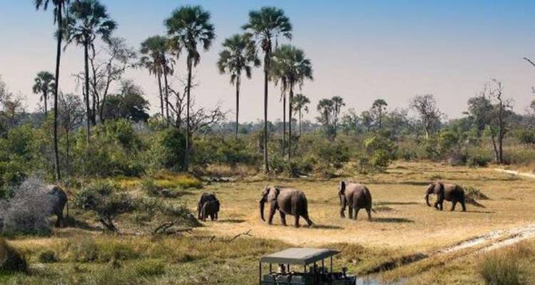 3-Day Chobe Park & Okavango Delta Safari Journey - Knap Tours Limited 1