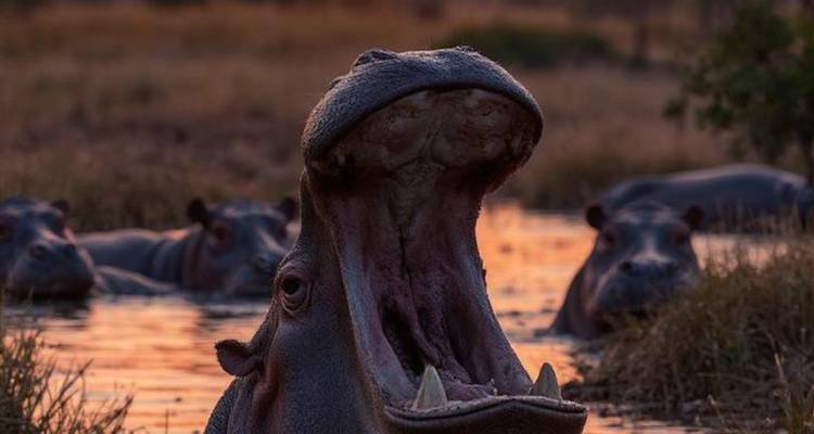 3-Day Chobe Park & Okavango Delta Safari Journey - Knap Tours Limited 8