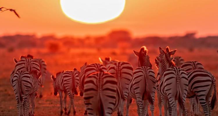 3-Day Chobe Park & Okavango Delta Safari Journey - Knap Tours Limited 9