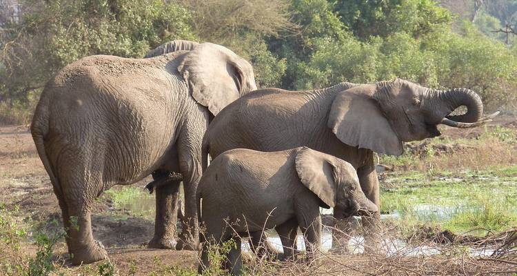 LUXURY 7 DAYS TANZANIA NORTHERN CIRCUIT - Oree Safaris 2