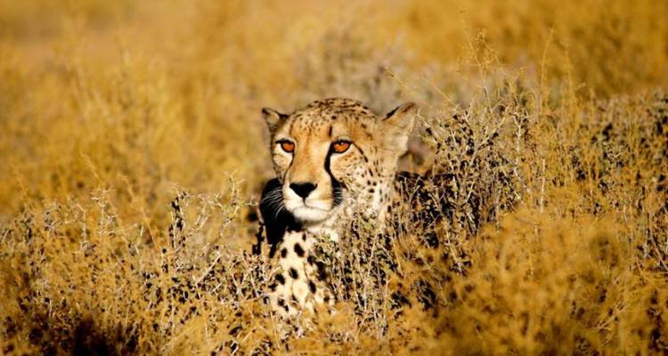 3-Day Inverdoorn Big Five Safari & Cheetah Run - Knap Tours Limited 5