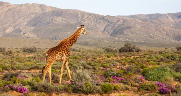 3-Day Inverdoorn Big Five Safari & Cheetah Run - Knap Tours Limited 2