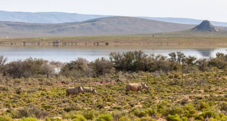 3-Day Inverdoorn Big Five Safari & Cheetah Run - Knap Tours Limited 4