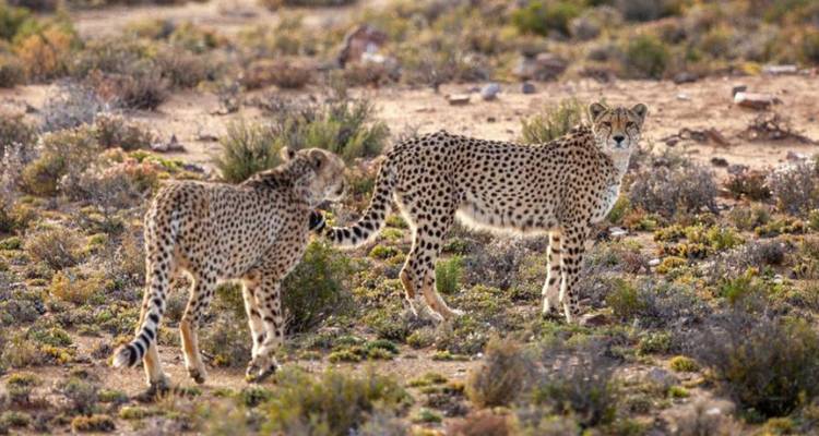 3-Day Inverdoorn Big Five Safari & Cheetah Run - Knap Tours Limited 6
