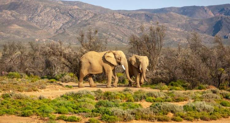 3-Day Inverdoorn Big Five Safari & Cheetah Run - Knap Tours Limited 7