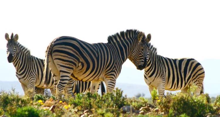 3-Day Inverdoorn Big Five Safari & Cheetah Run - Knap Tours Limited 9
