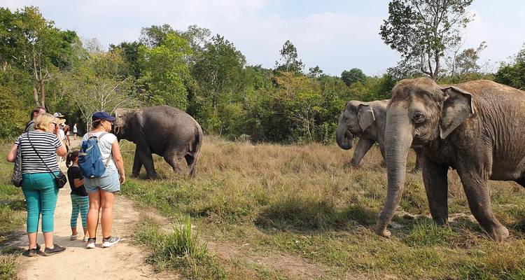 Tourists observing elephants in a grassy field.