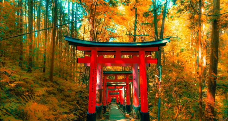 Imperial Capitals of Japan with Kanazawa Small Group Tour - Firebird Tours 1