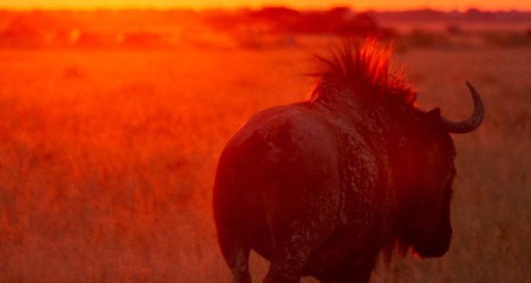 3-Day Okavango Mokoro & Camping Safari Adventure - Knap Tours Limited 3