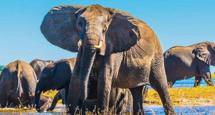 3-Day Okavango Mokoro & Camping Safari Adventure - Knap Tours Limited 6