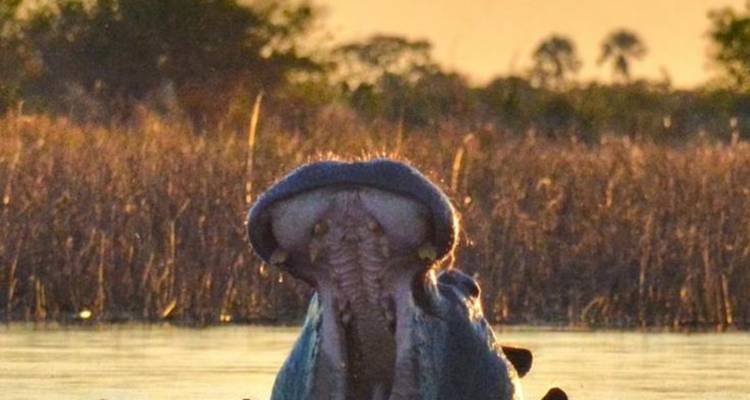 3-Day Okavango Mokoro & Camping Safari Adventure - Knap Tours Limited 10